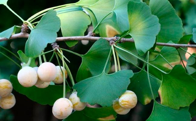 GINKGO BILOBA